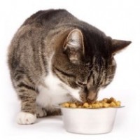 Alimentation Chat : Croquettes et friandises pour votre chat au meilleur prix