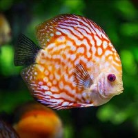 Matériel d'aquariophilie - Tout pour vos poissons