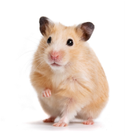 Materiel Hamster : Animalerie L'exotus